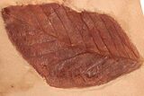 Red Fossil Walnut Leaf (Juglans) - Montana #188954-1